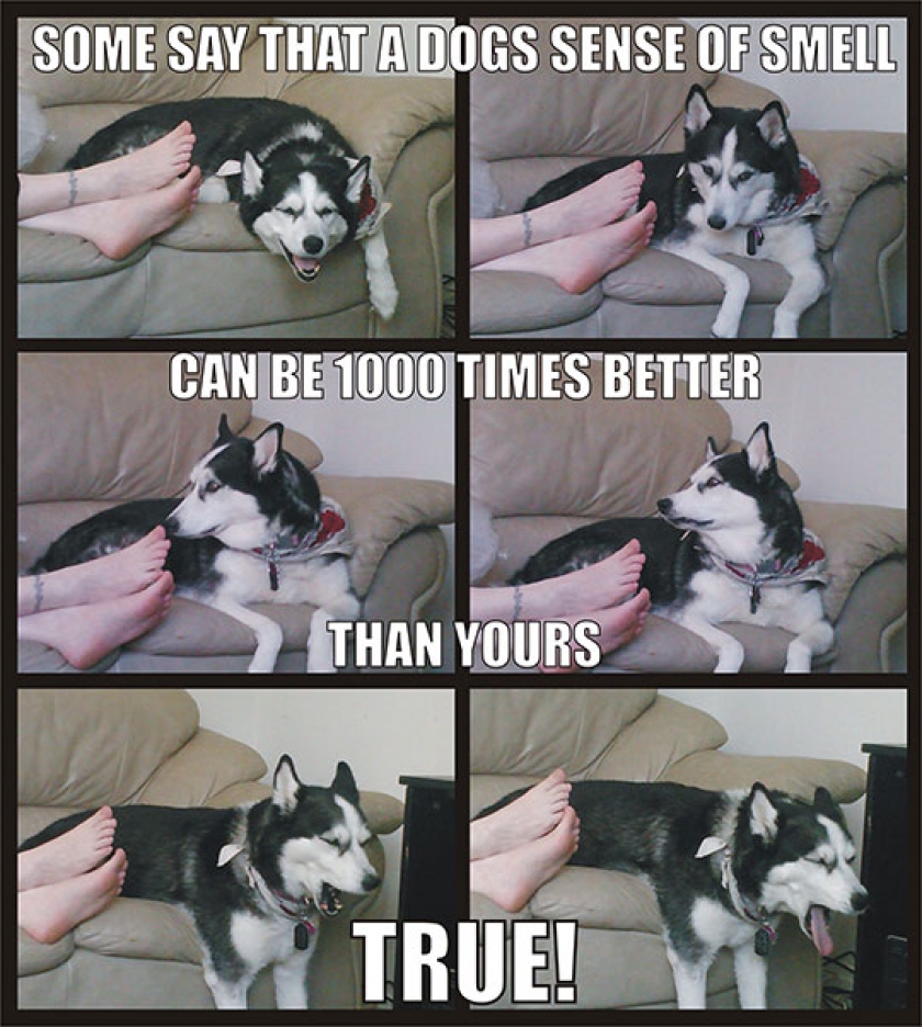 A Dog’s Sense Of Smell