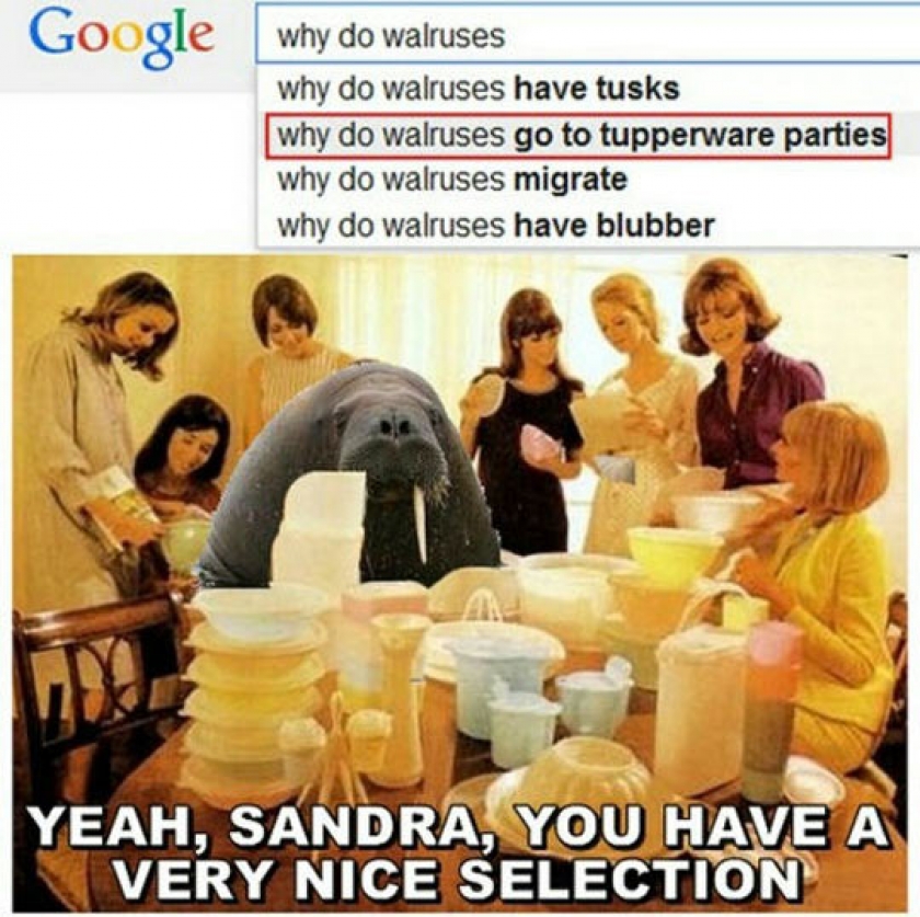 Why Do They Do It?