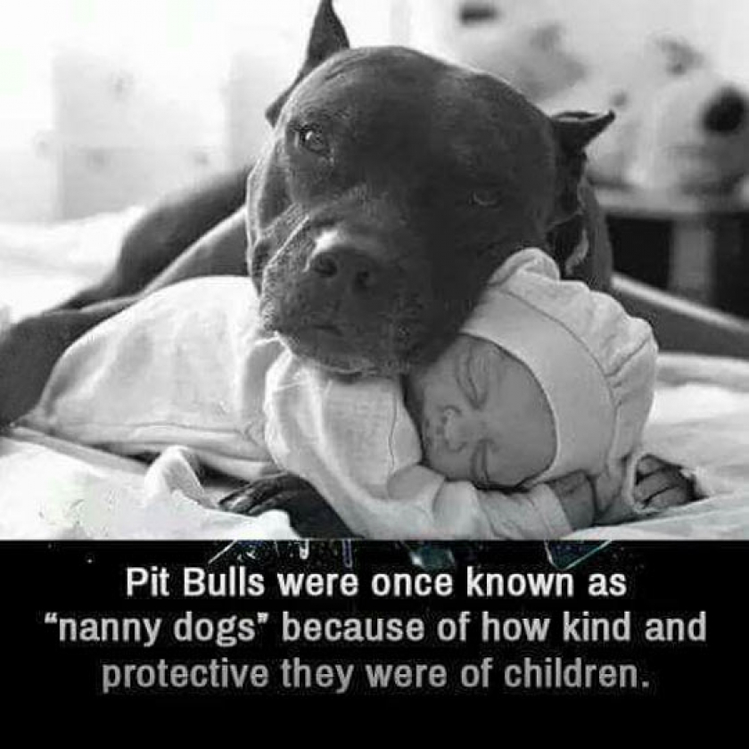 Nanny Dogs