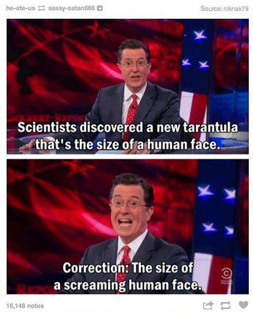 New Tarantula Has Been Discovered