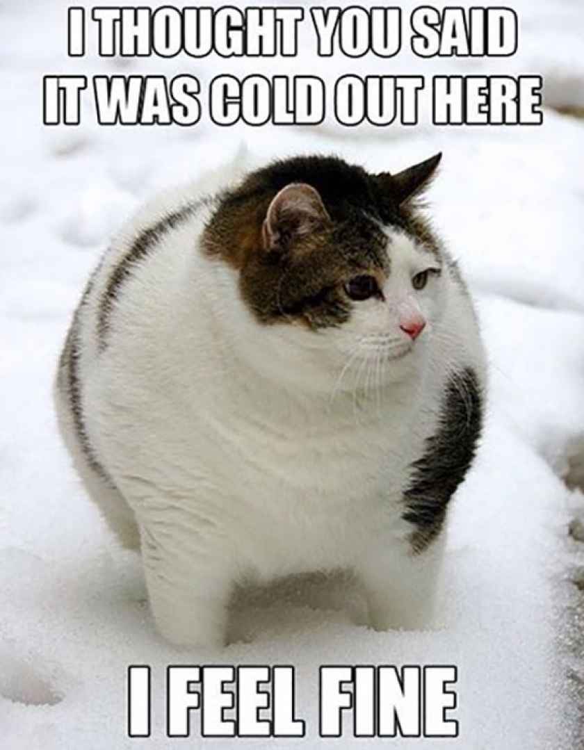 As A Fat Guy I Can Truly Relate