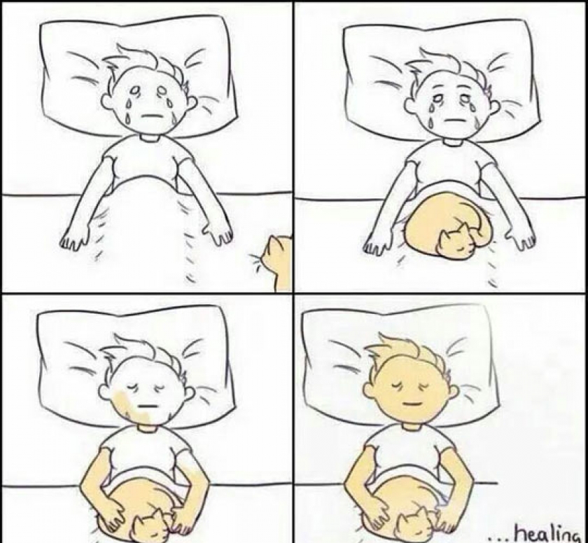 The Power Of Cats
