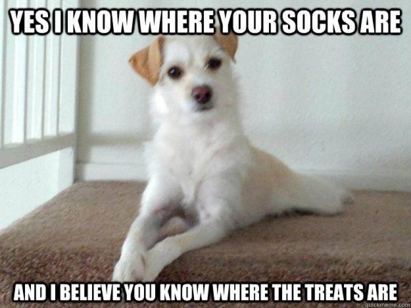                          Sneaky dog (2)                      
