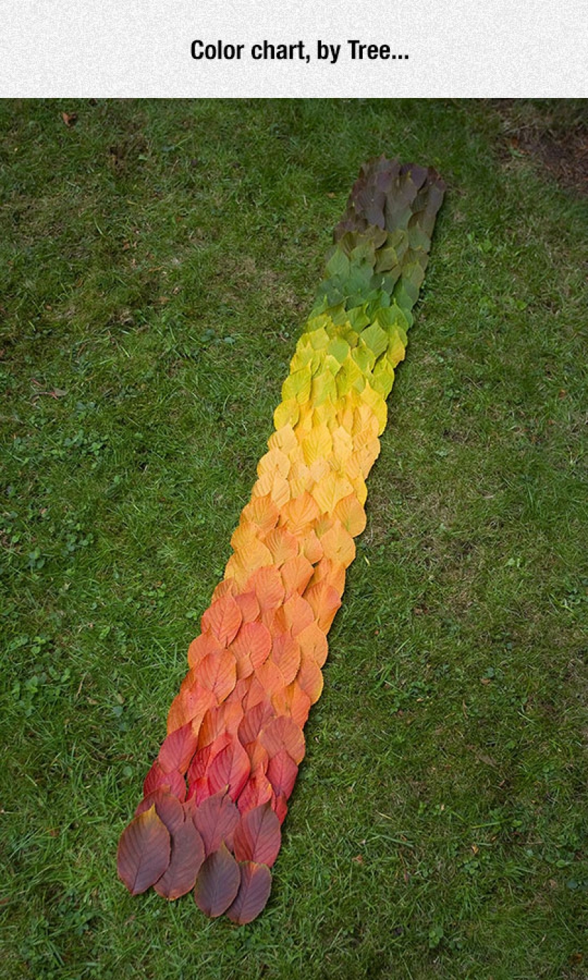 Nature’s Color Patterns