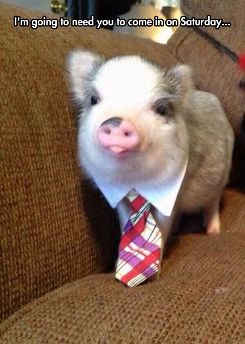Corporate Pig