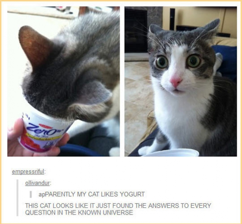Sudden Clarity Kitten
