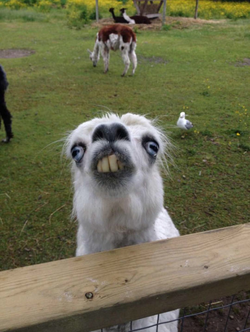 This Llama At The Petting Zoo