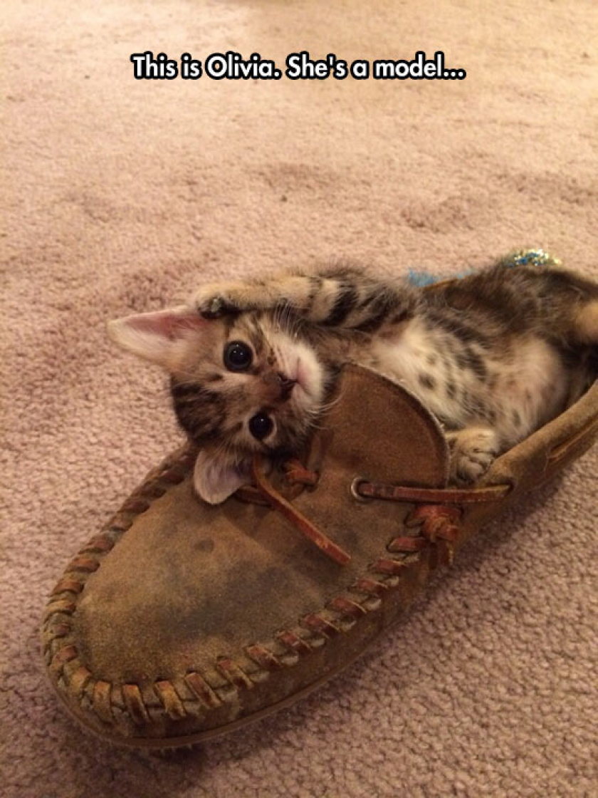 The Cutest Little Kitten