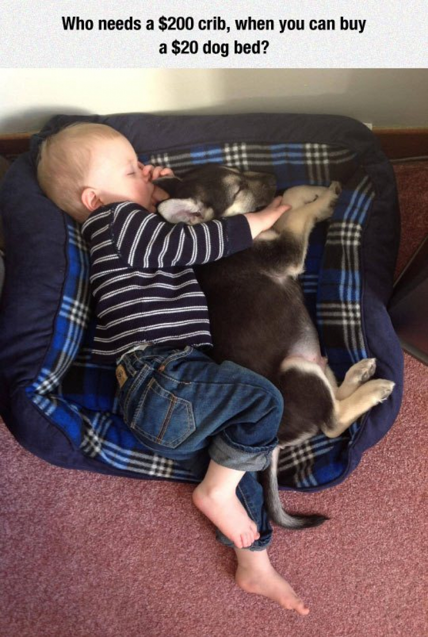 Save Money Buying A Dog Bed