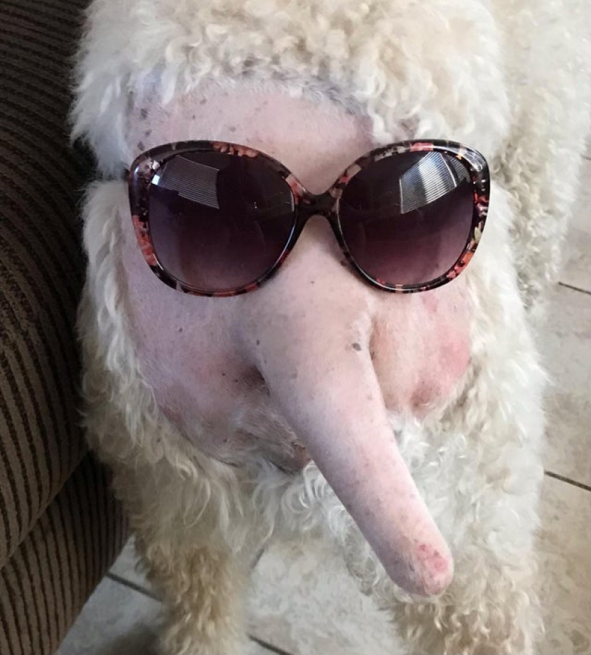 My dog needed to get prepped for surgery tomorrow and I couldn’t resist.