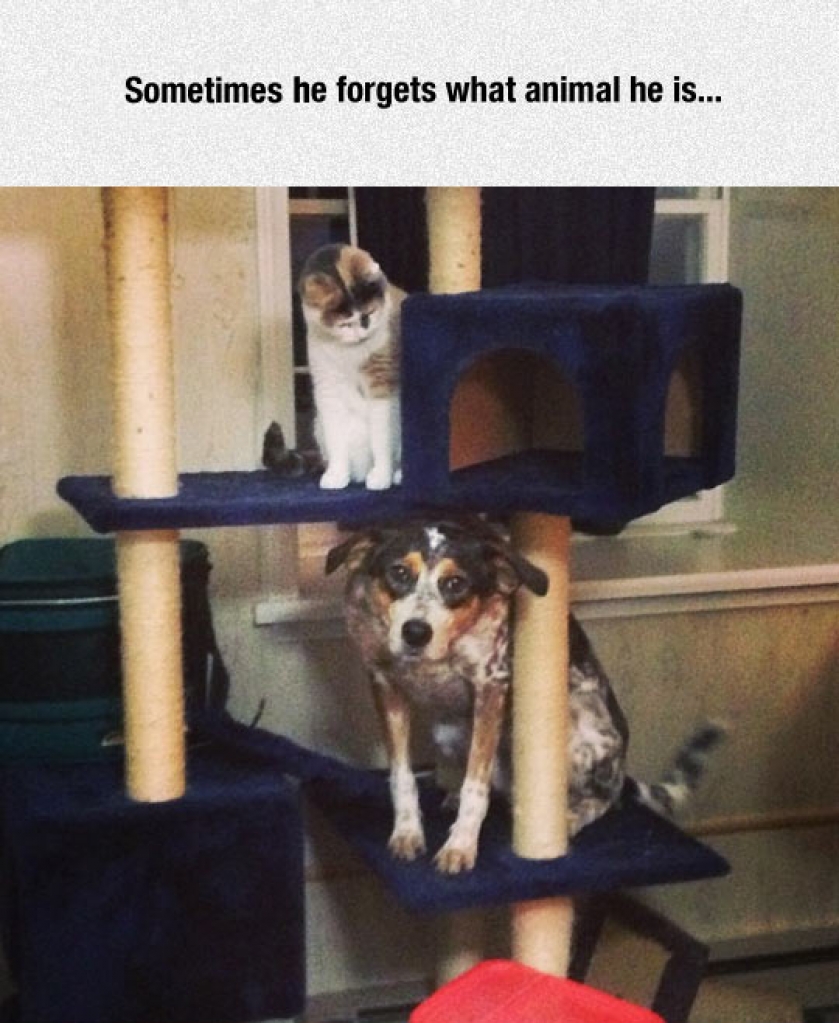 The Cat Looks Confused As Heck