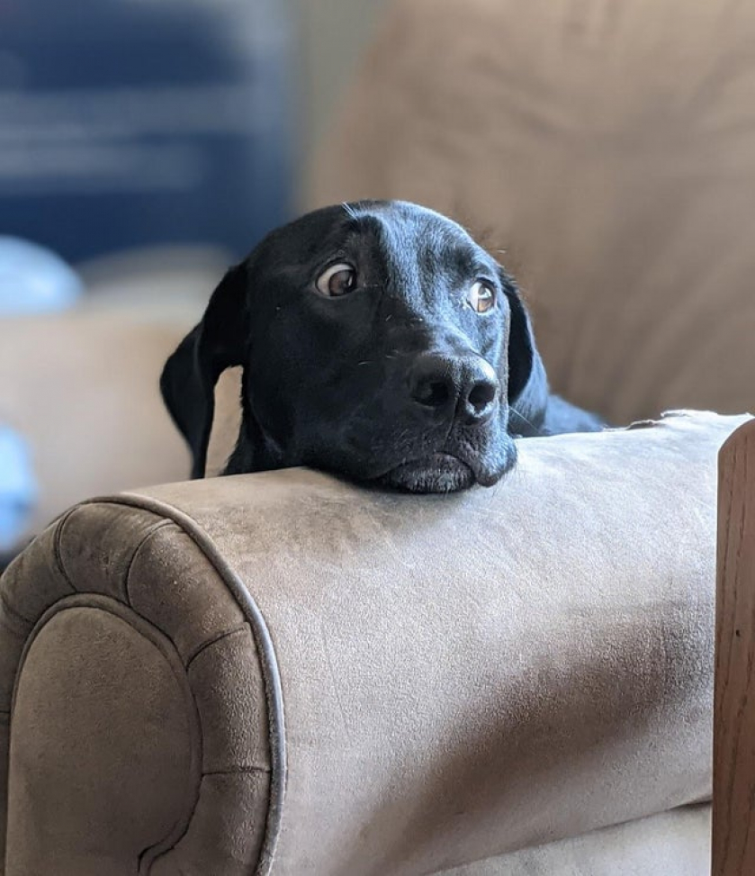 I'm starting to think he lied on his résumé about being a guard dog.