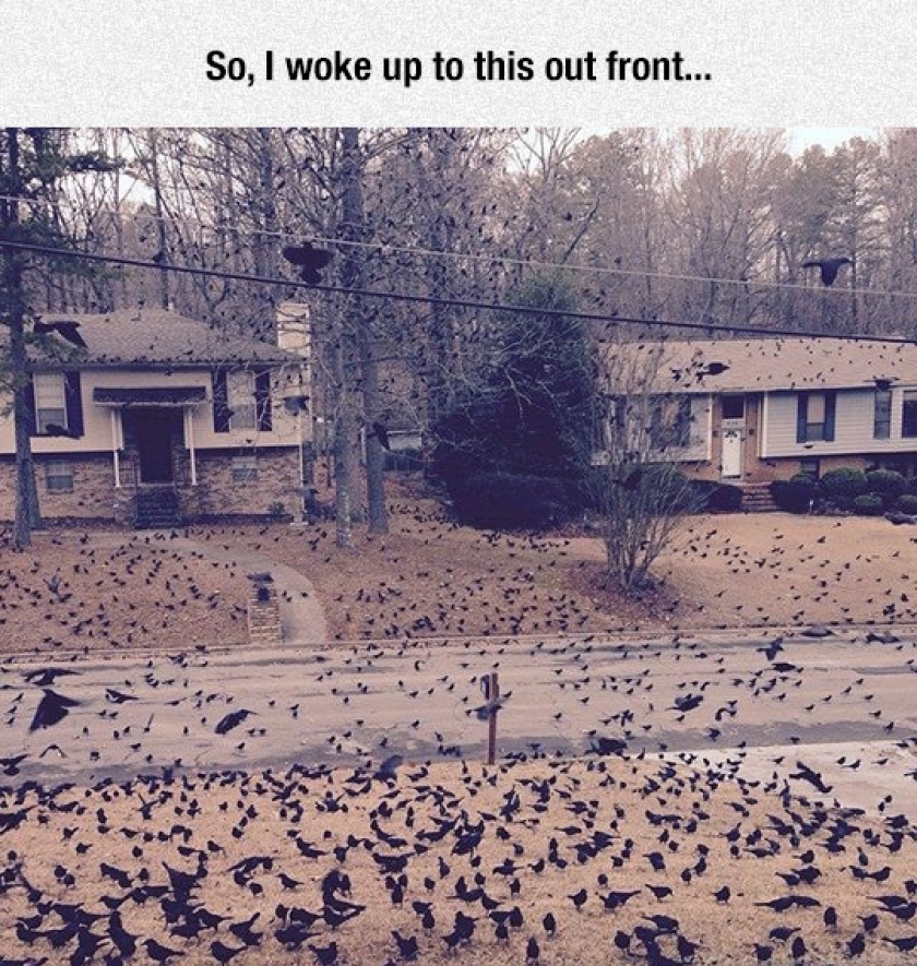 Apparently Hitchcock Was Right