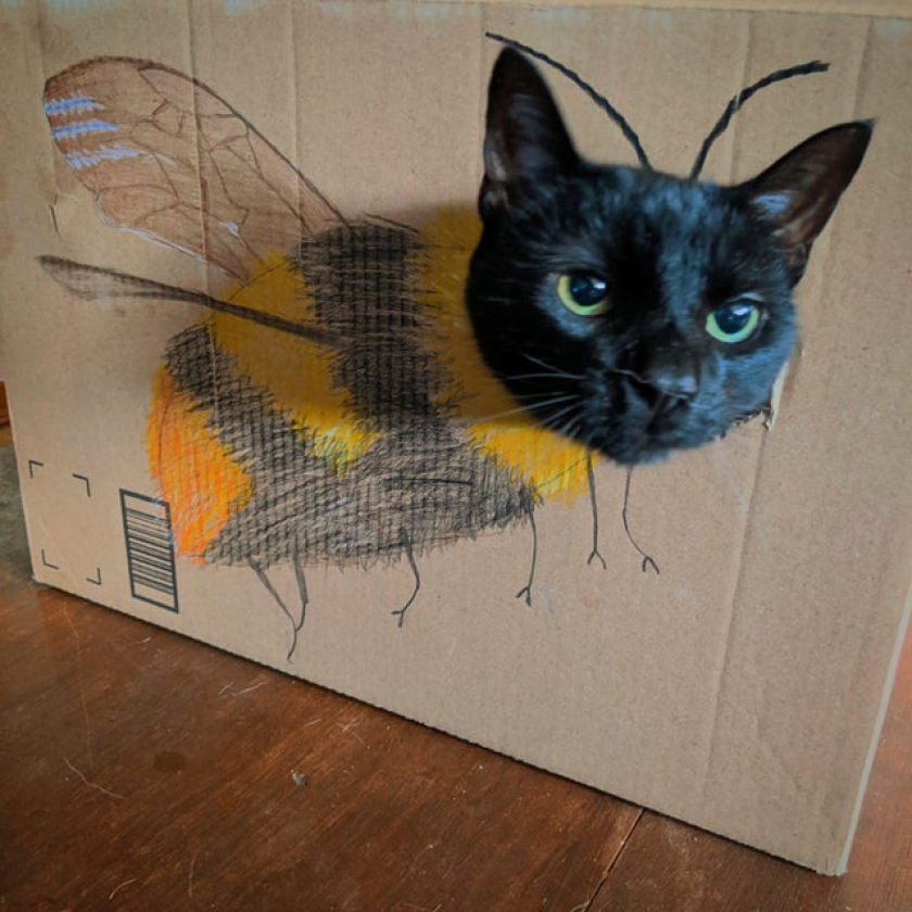 The coolest cat I ever did bee
