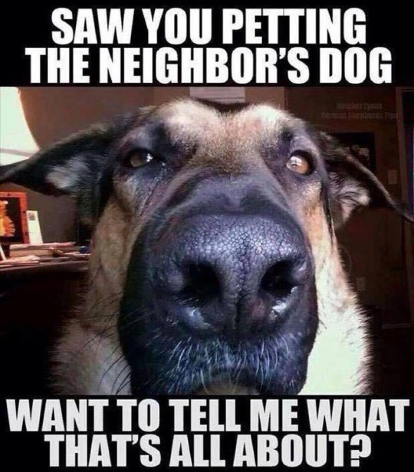 Every Time My Dogs Sees Me With Another Dog