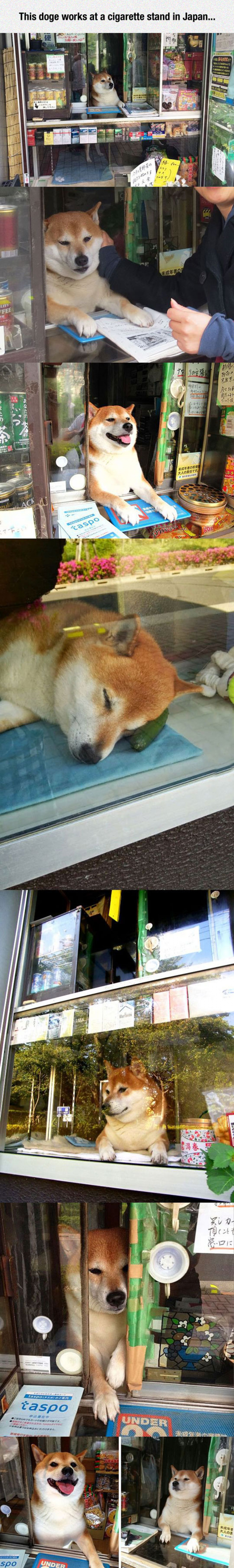 Such Doge, Much Kawaii