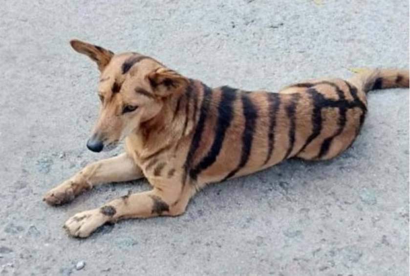 I am selling my tiger for only $5000. He may bark sometimes but that's because he is bilingual.