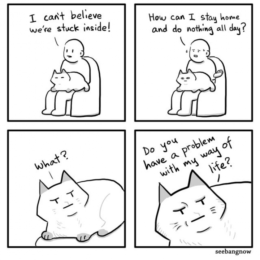 The cat way of life