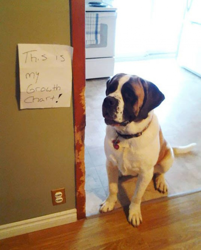 A Dog’s Growth Chart