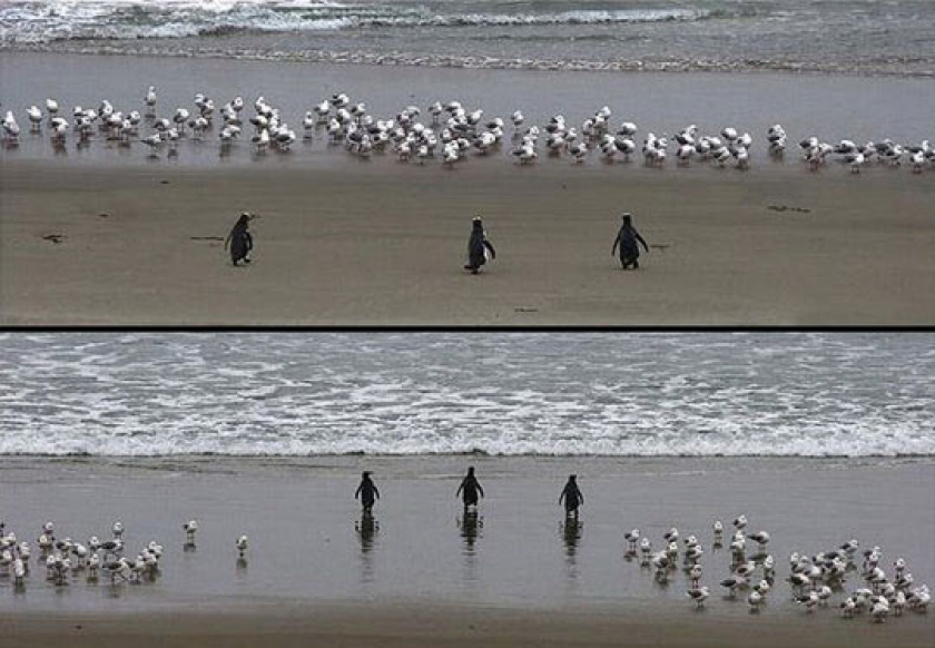 No One Messes With These Badass Penguins