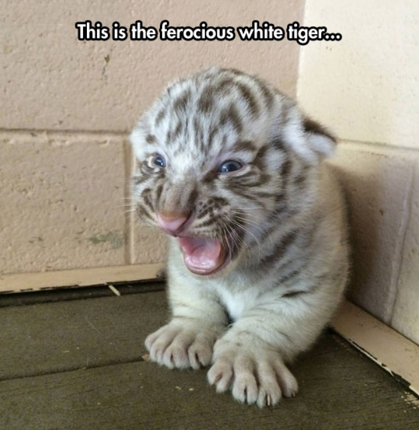 Those Cute Paws