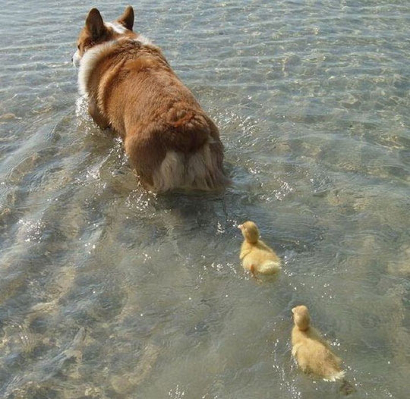 Are You Our Mommy?