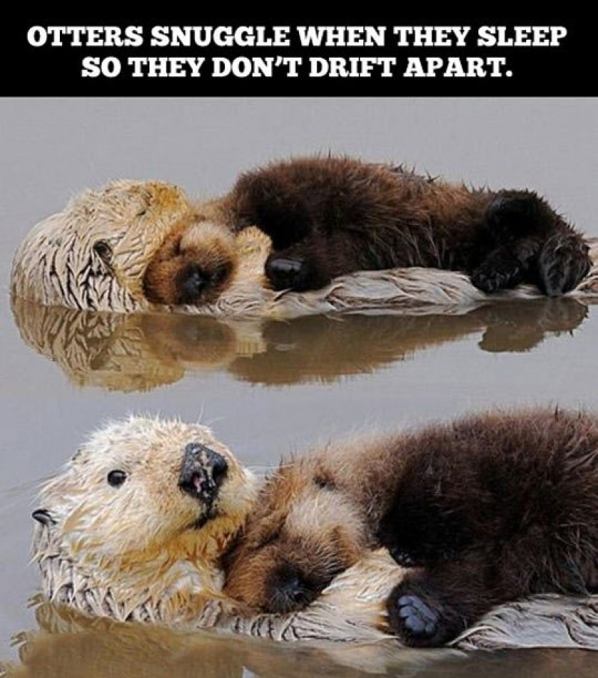 That Is Adorable