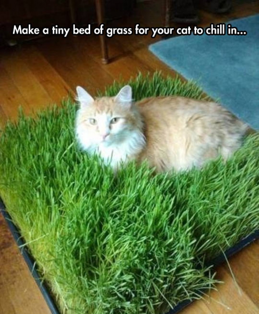 Bed Of Grass
