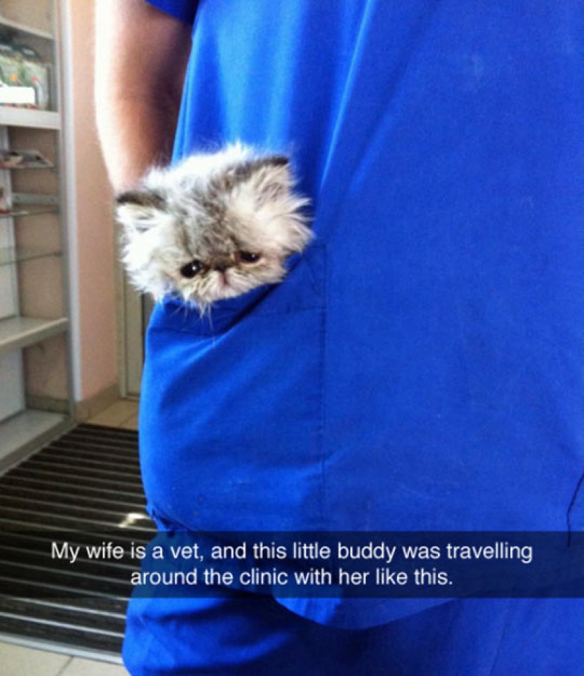 The Pocket Kitten