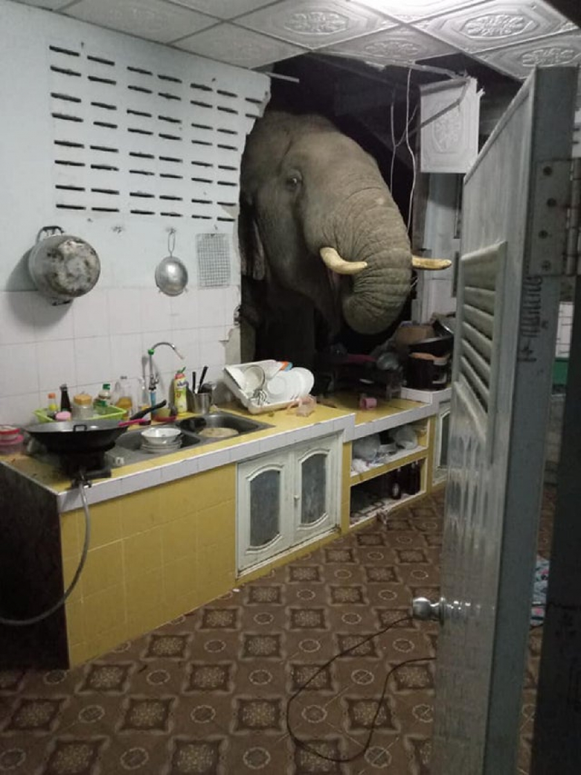 Time to talk about the elephant in the room...