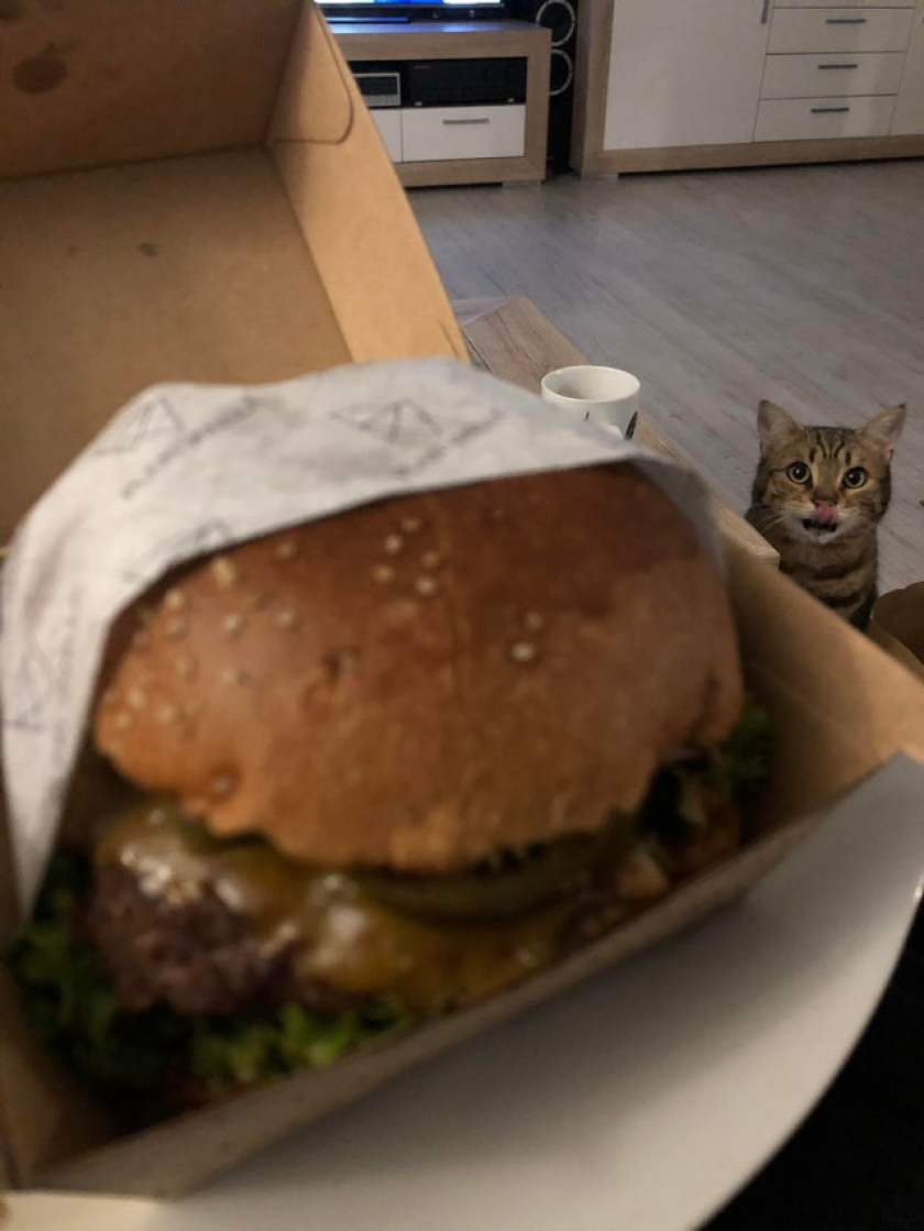 This is the most perfect photo I took in 7 years as a cat owner