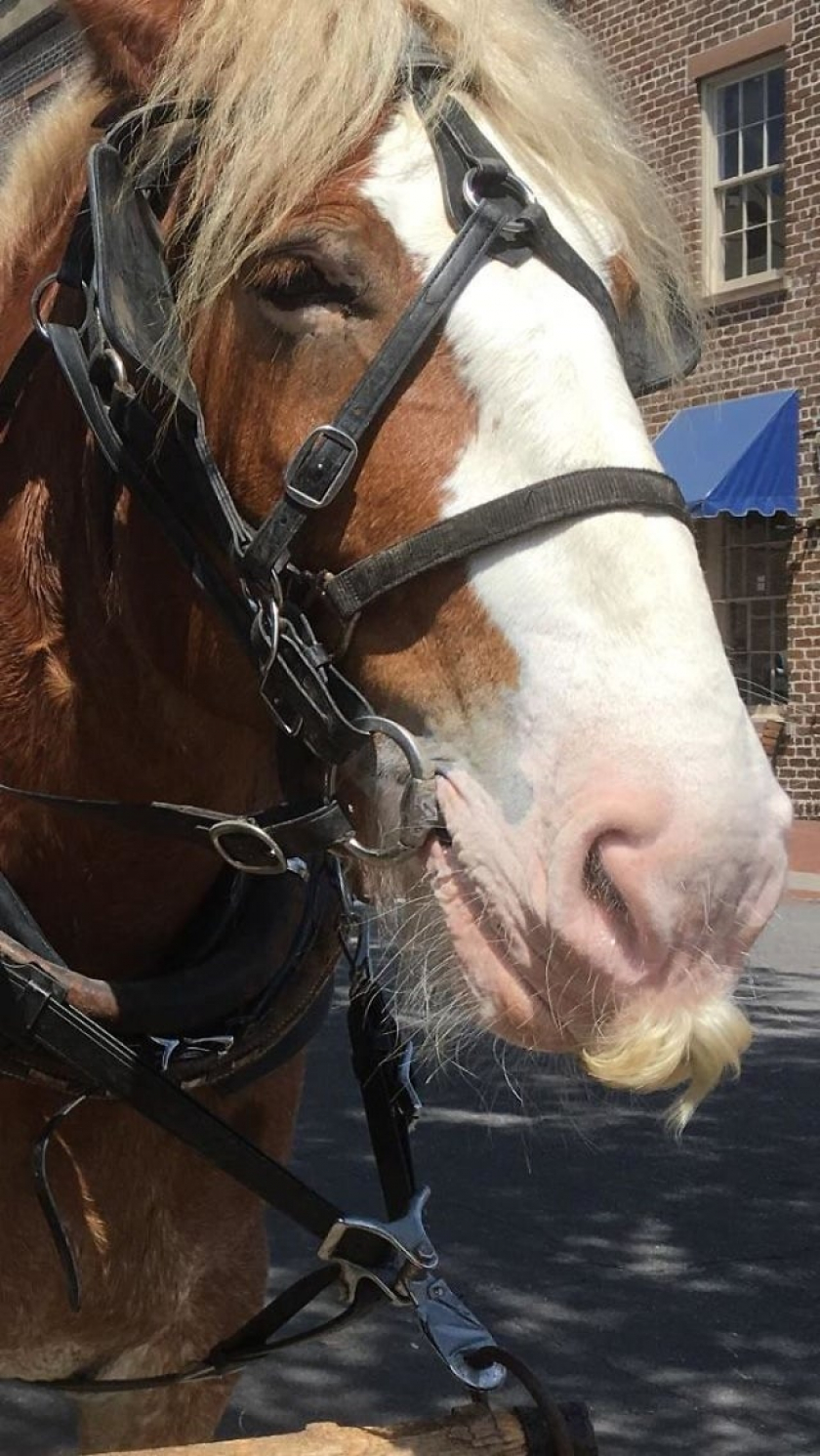 Just found out some horses grow moustaches and I'm dying!