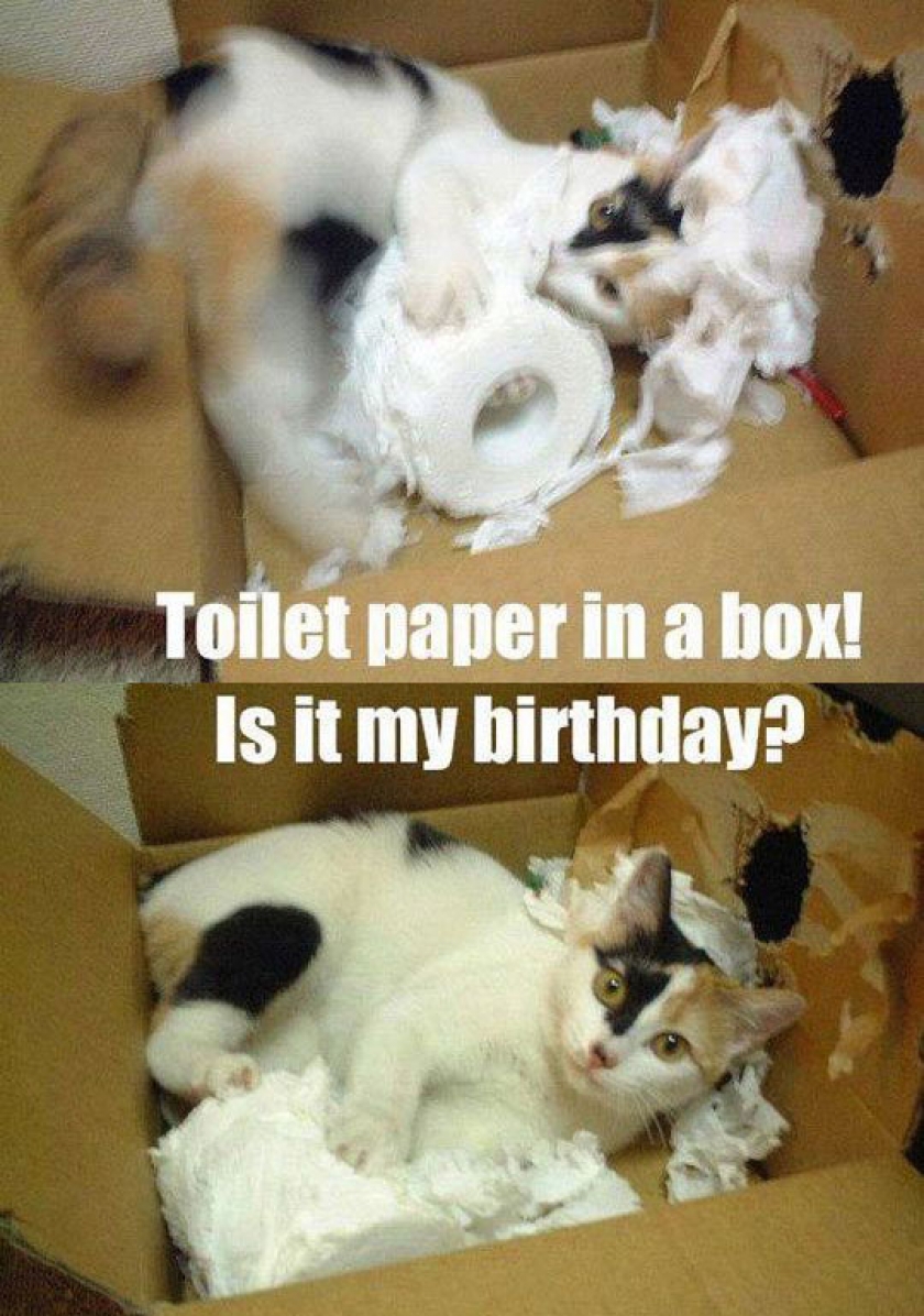 Everything A Cat Wants