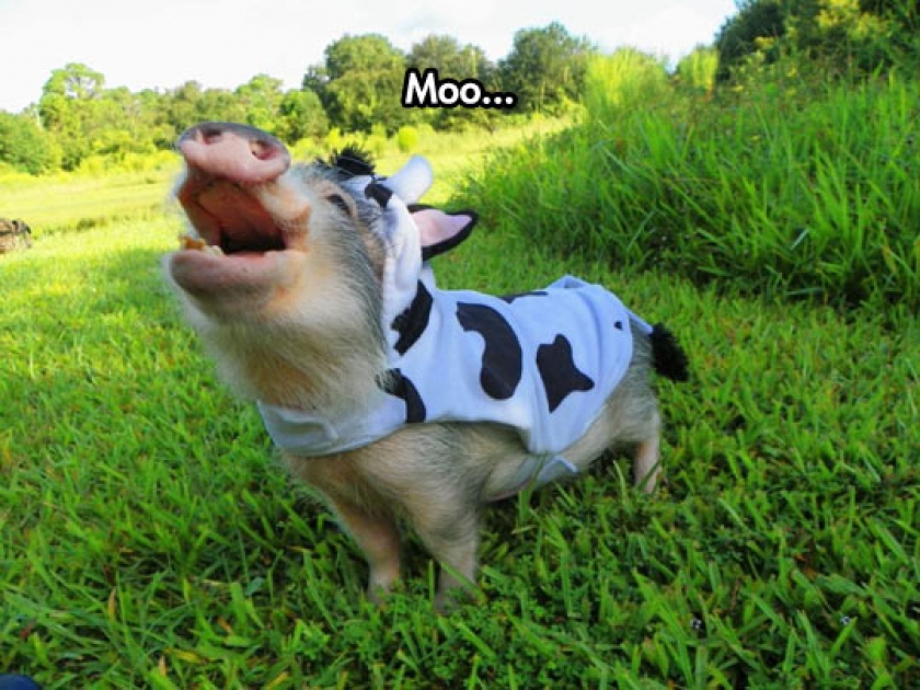 Tiny Cow