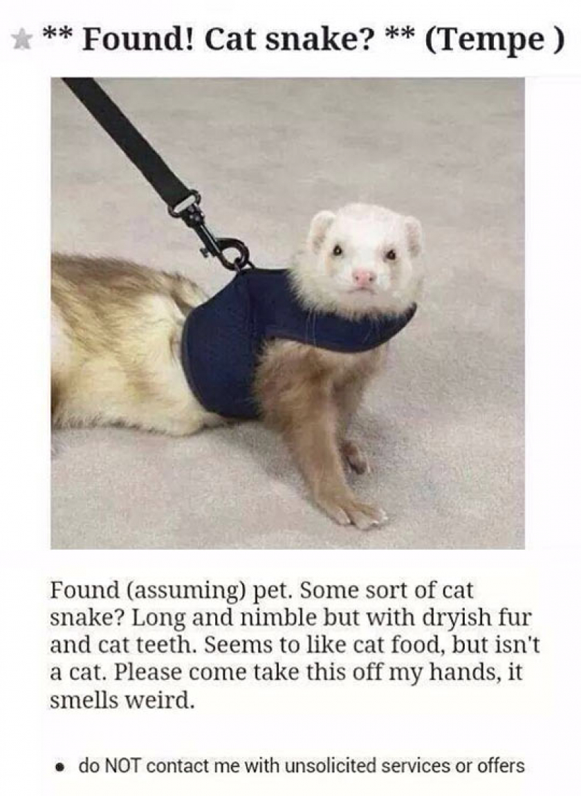 The Most Perfect Description Of A Ferret