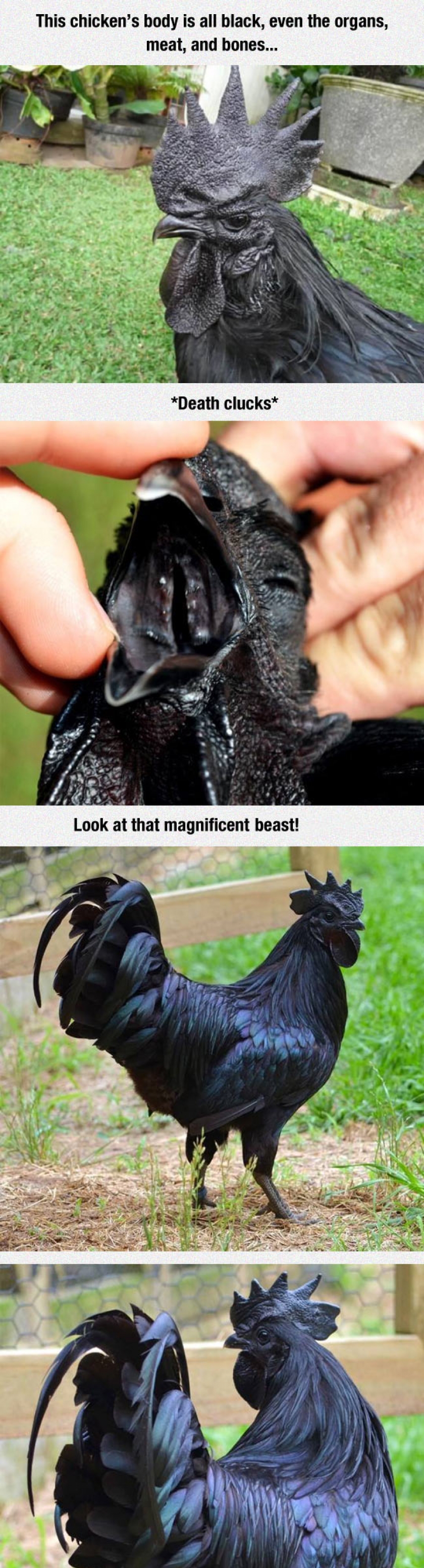 This Is The Kadaknath, The Most Metal Chicken Ever