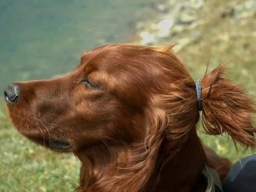 This dog looks like he's vegan