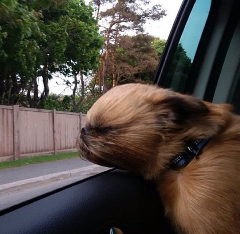 His Name Is Chewbarka