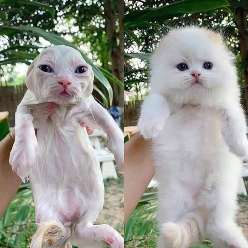 The Reason cats doesn't want to take bath.