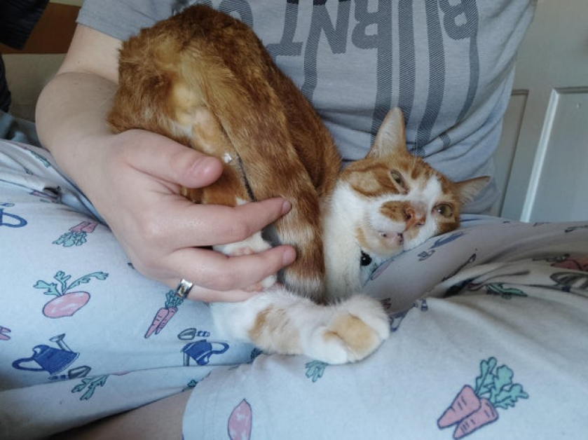 Everyone seems to have photogenic cats and mines just here like: