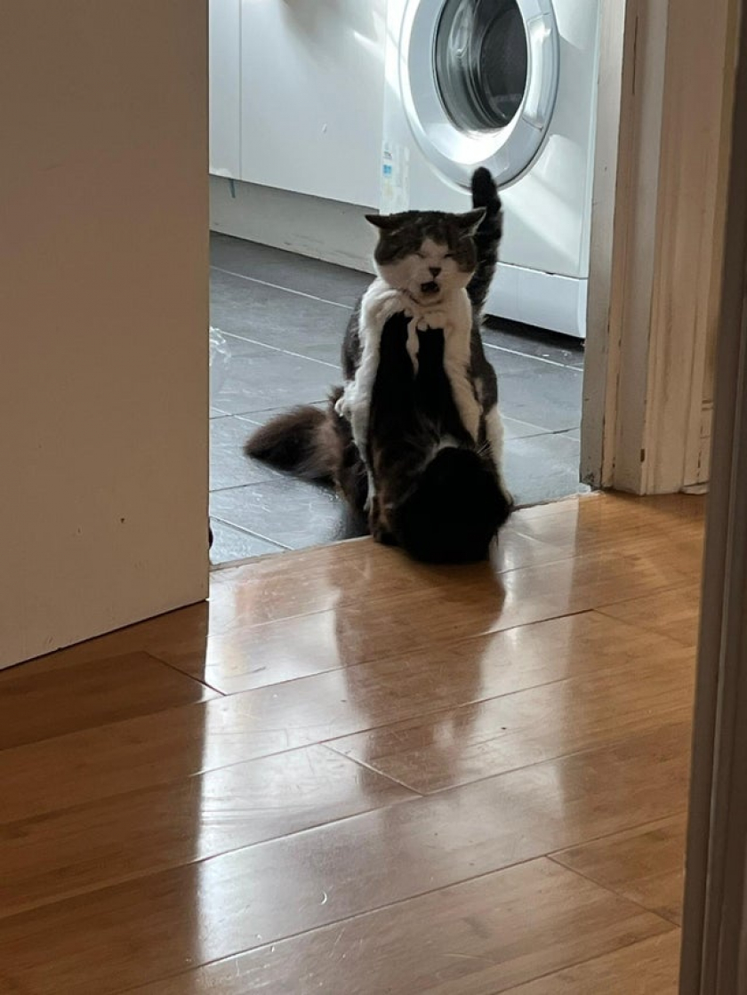 Whilst on holiday, my sister asked for an update picture of her two cats. This is what she got...