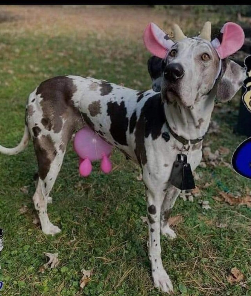 Low budget cow