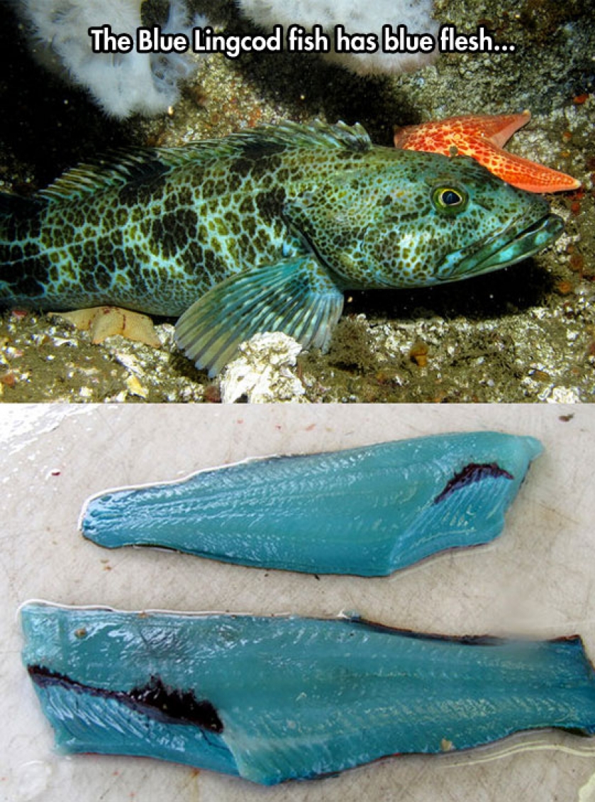 Ever Seen Blue Flesh Before?