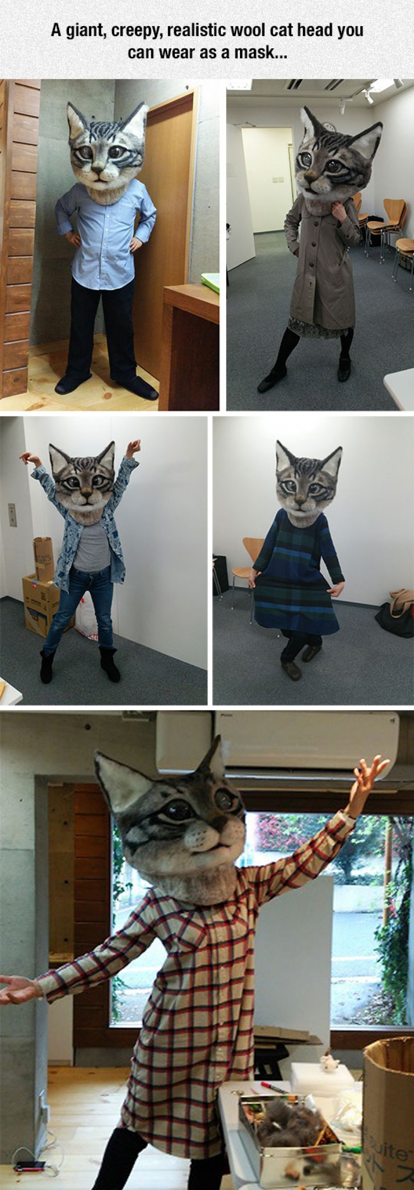 How To Confuse And Terrify Your Cat: Buy This