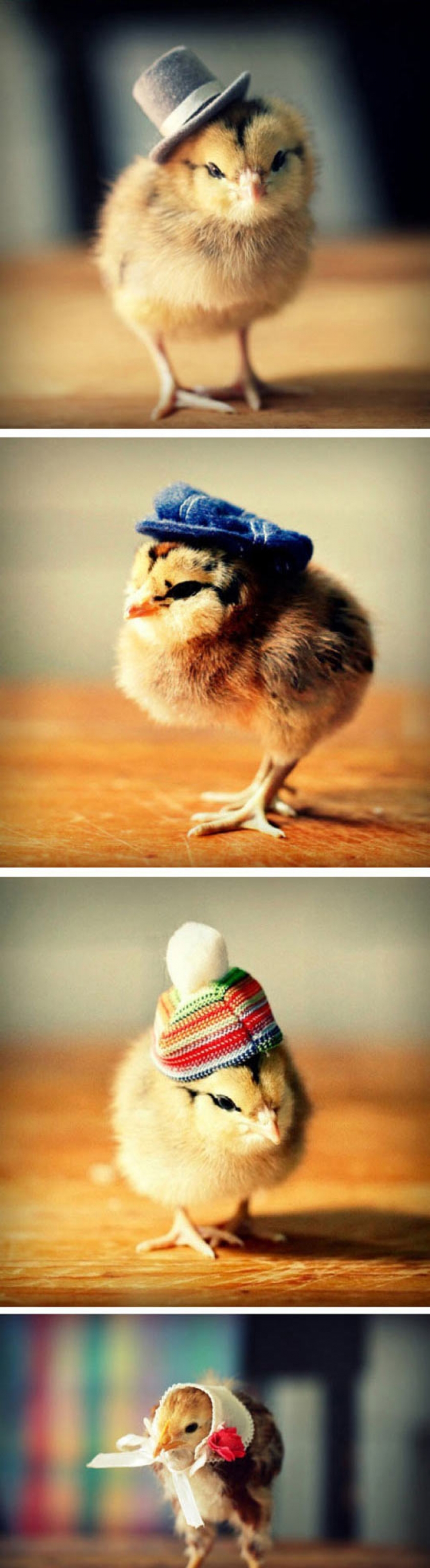 Chicks With Fabulous Hats