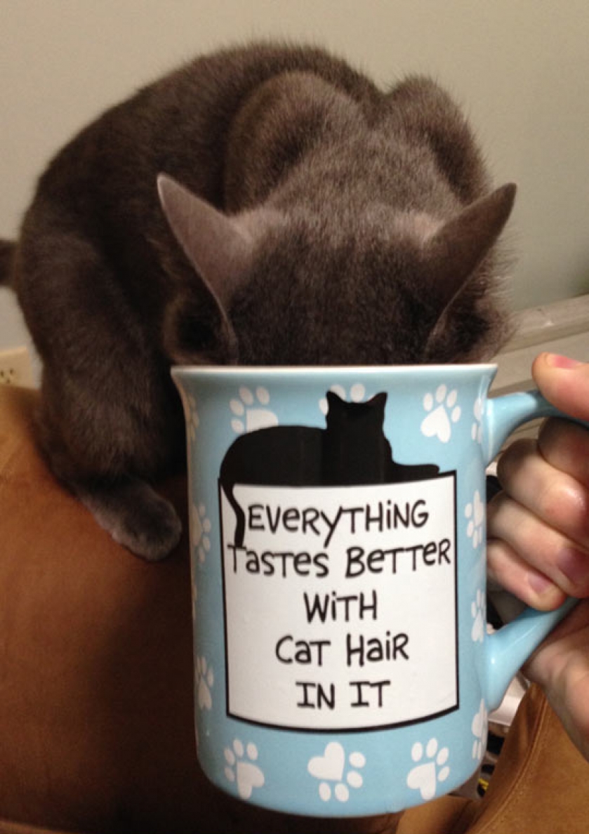Cat Lady Level: Expert