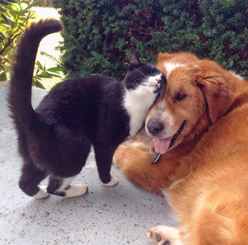 Sometimes All You Need Is Love
