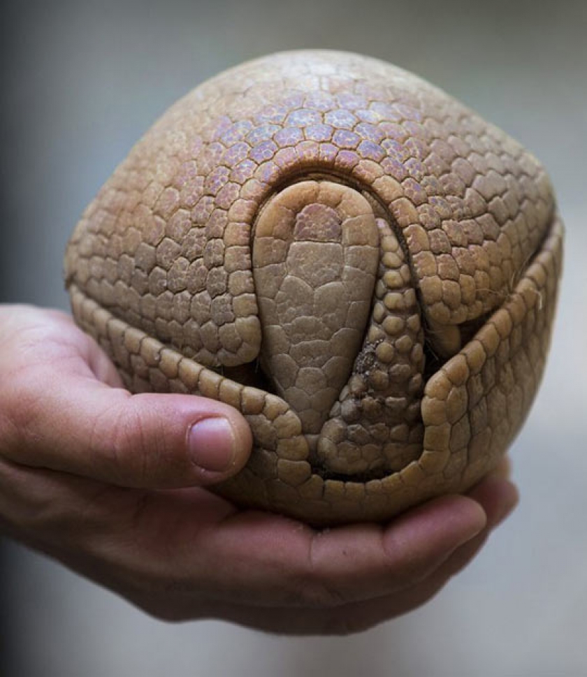 Armadillo’s Defensive Move