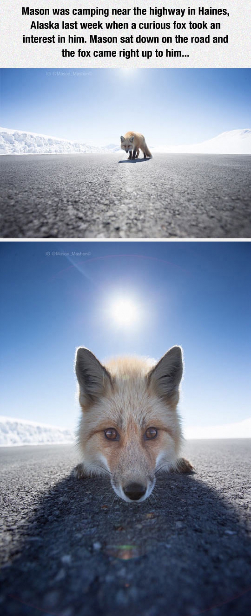 Close Encounter With A Curious Fox