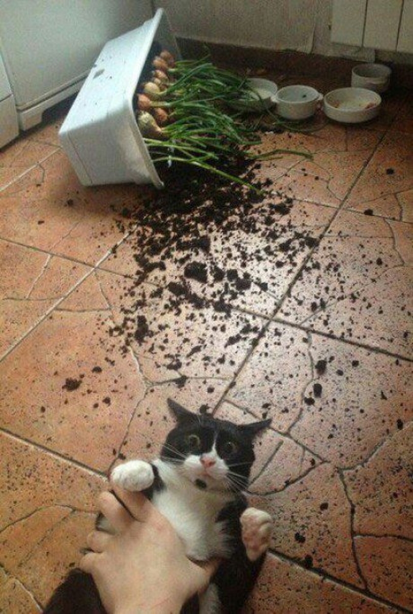 It wasn't me! It's a plant!